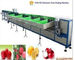 sortierende Maschine der Fruchtreinigung/sortierende Maschine des Gewichts für Frucht