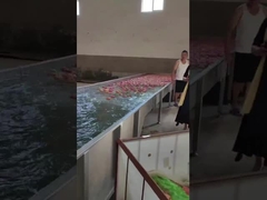 Fruchtreinigung und wählen Maschine